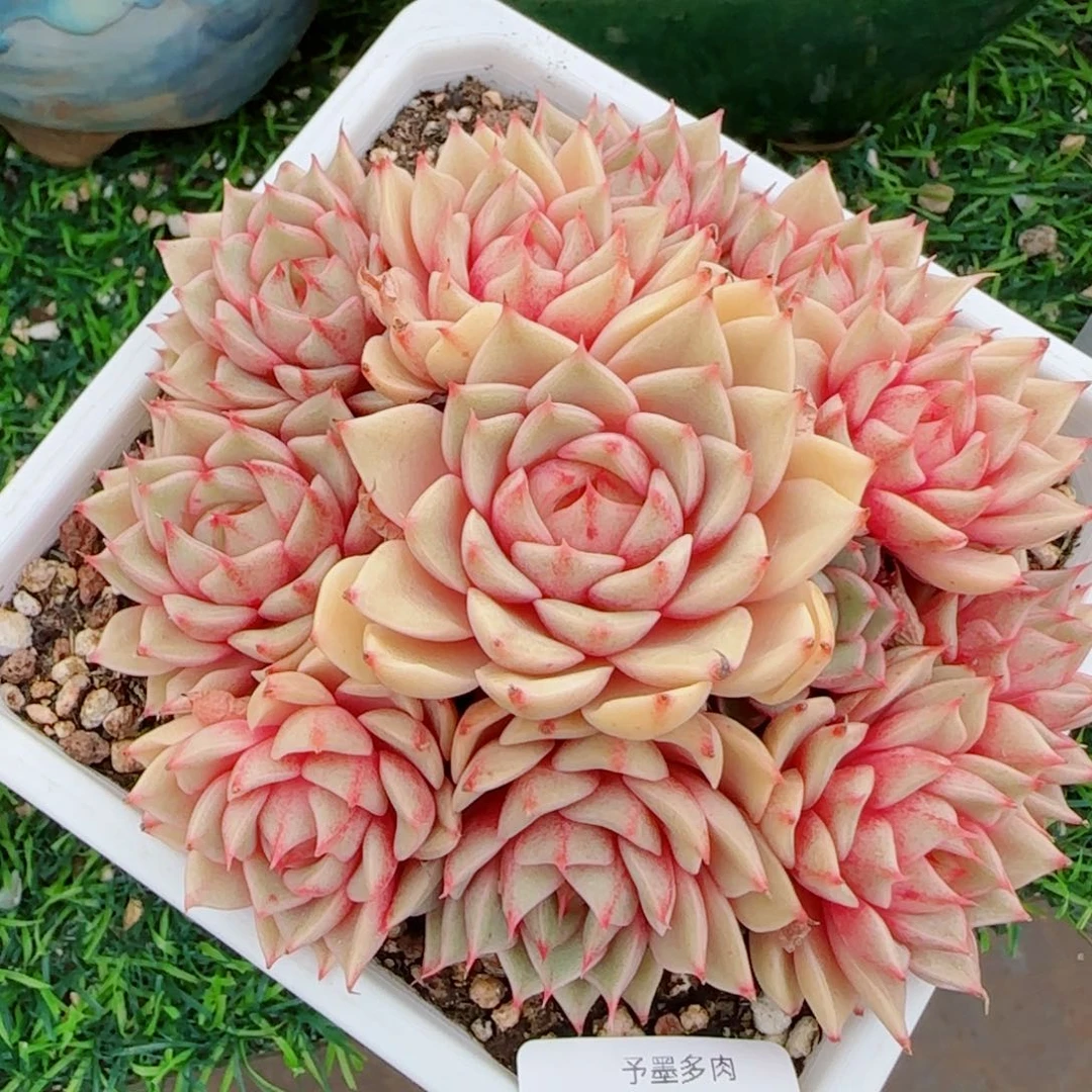 笨吧无砍，9422多肉植物