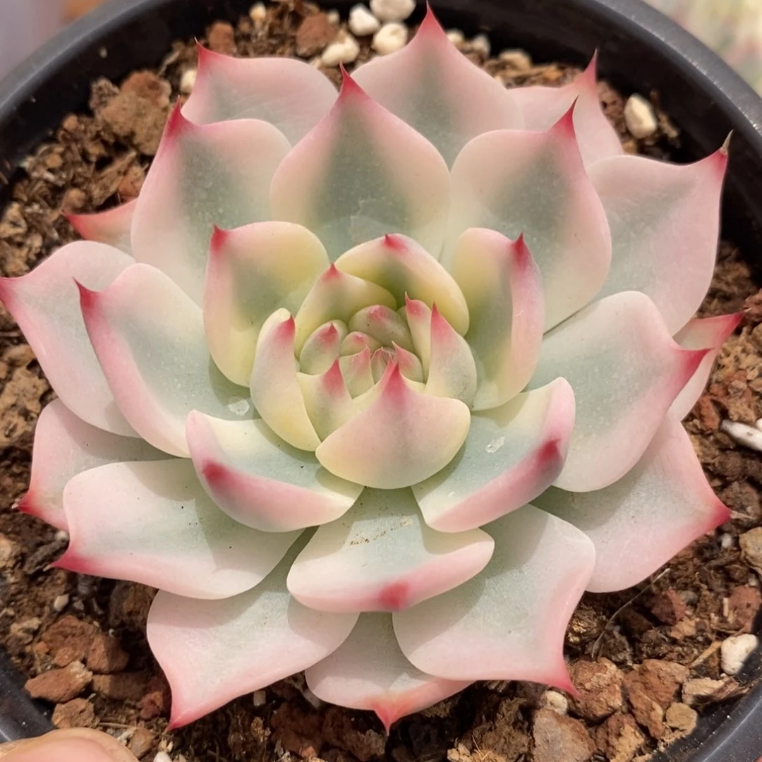 吉娃娃锦多肉植物0077