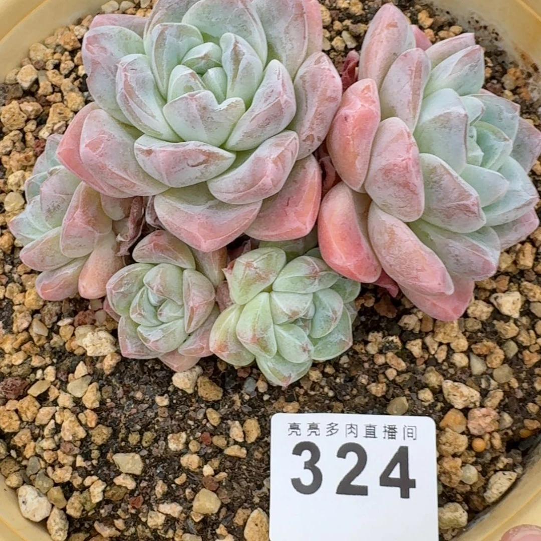 老桩冰玉          摇身一变高富帅，一夜暴富动作快