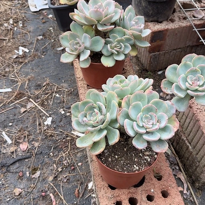 廖*678不售后白月光脱土发货不退不换