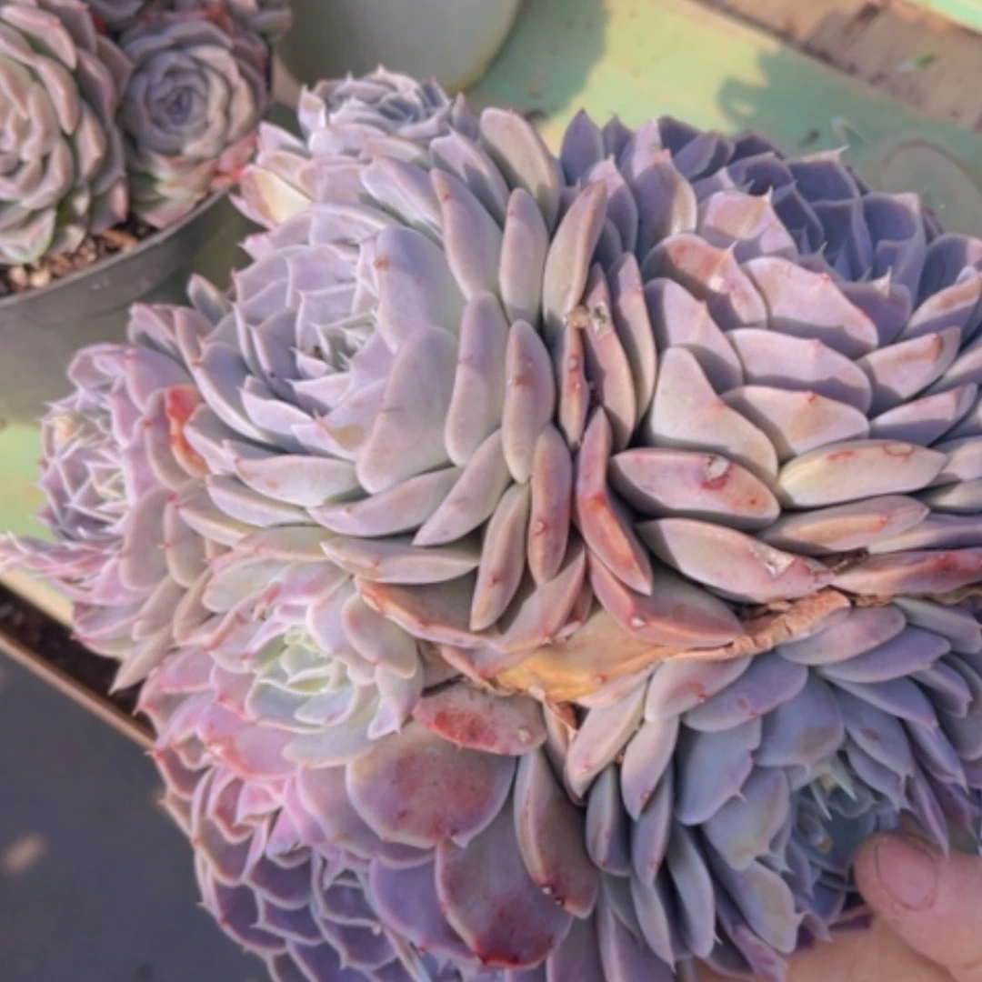 【闪购商品】杂12114