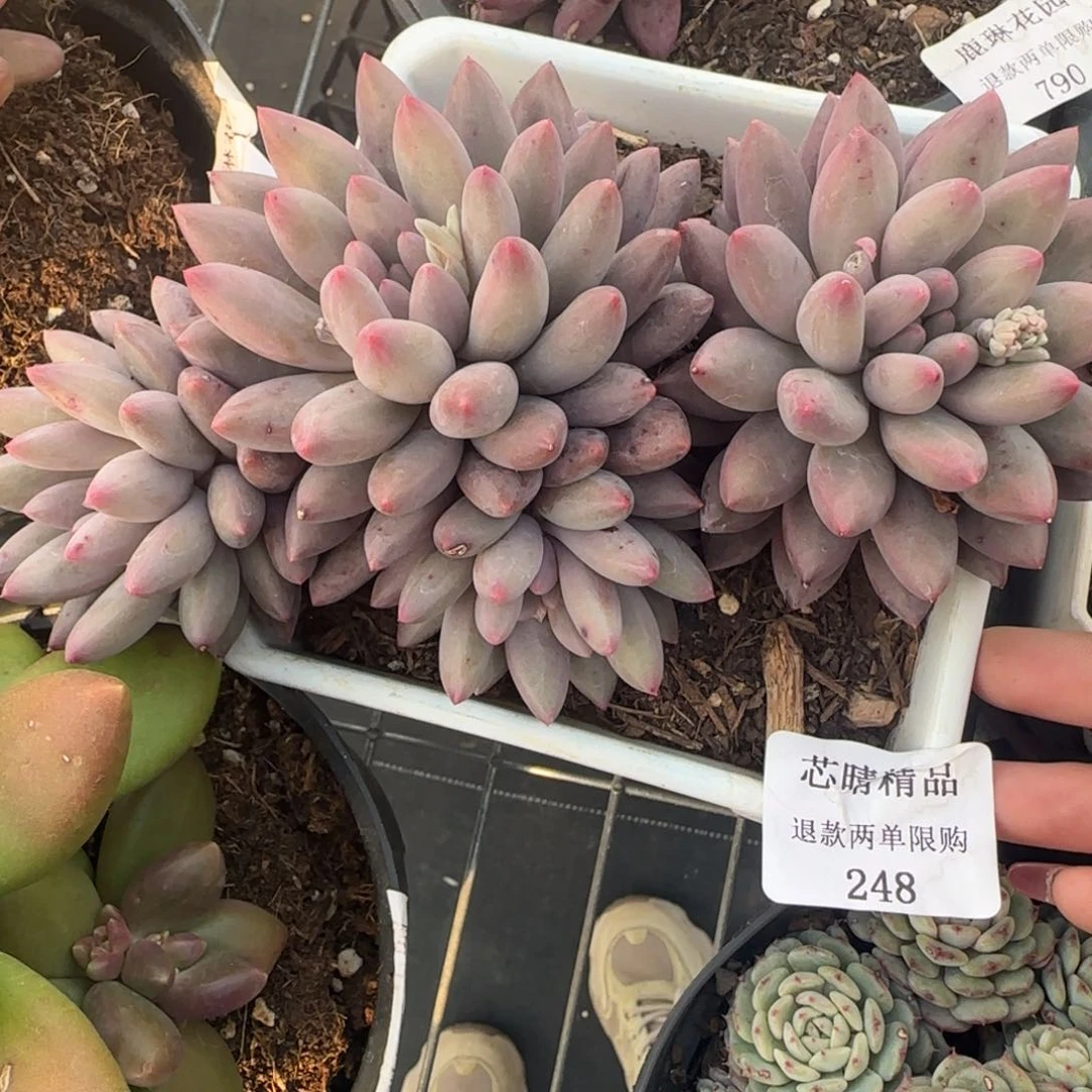 闪购精品多肉248号