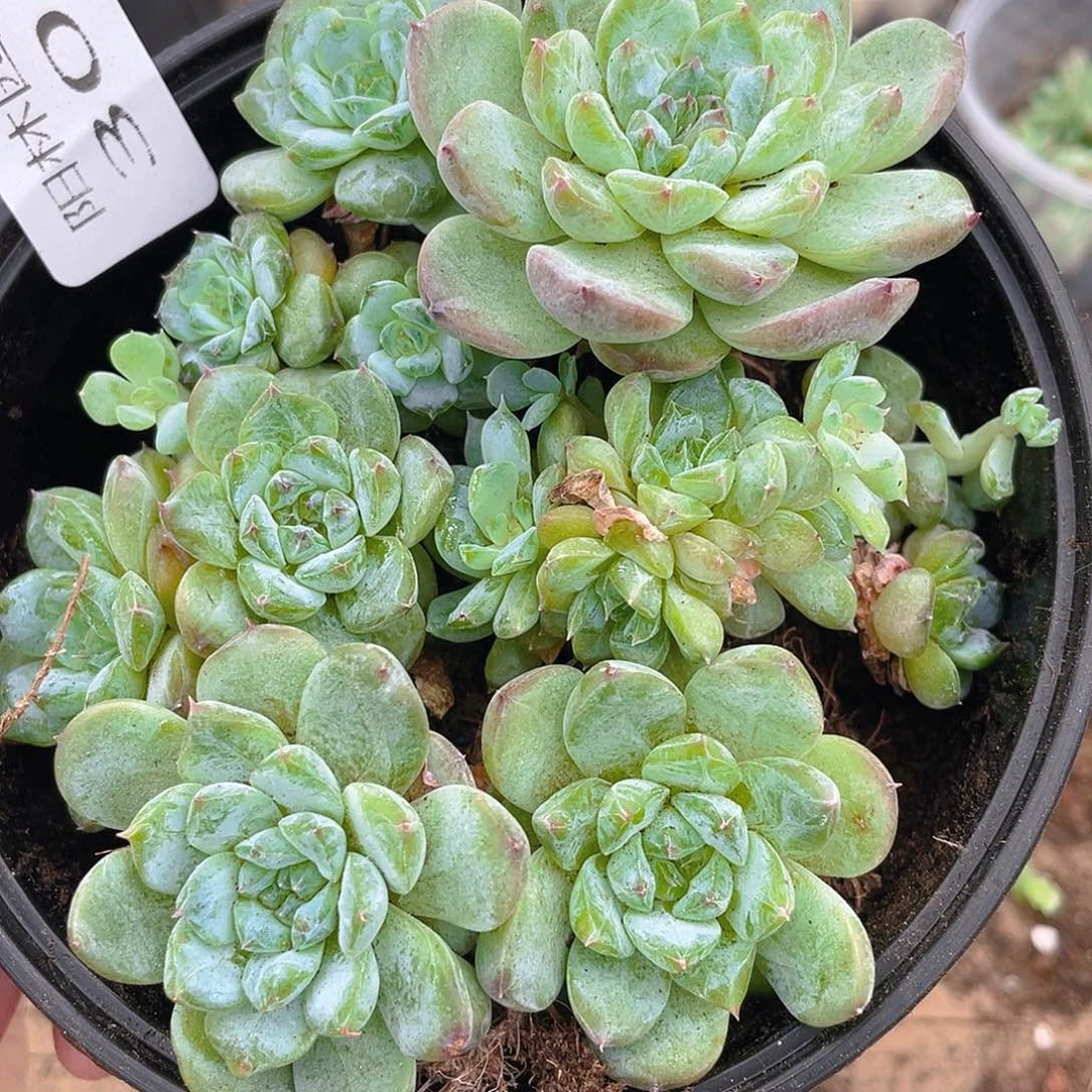 多肉植物多肉植物305