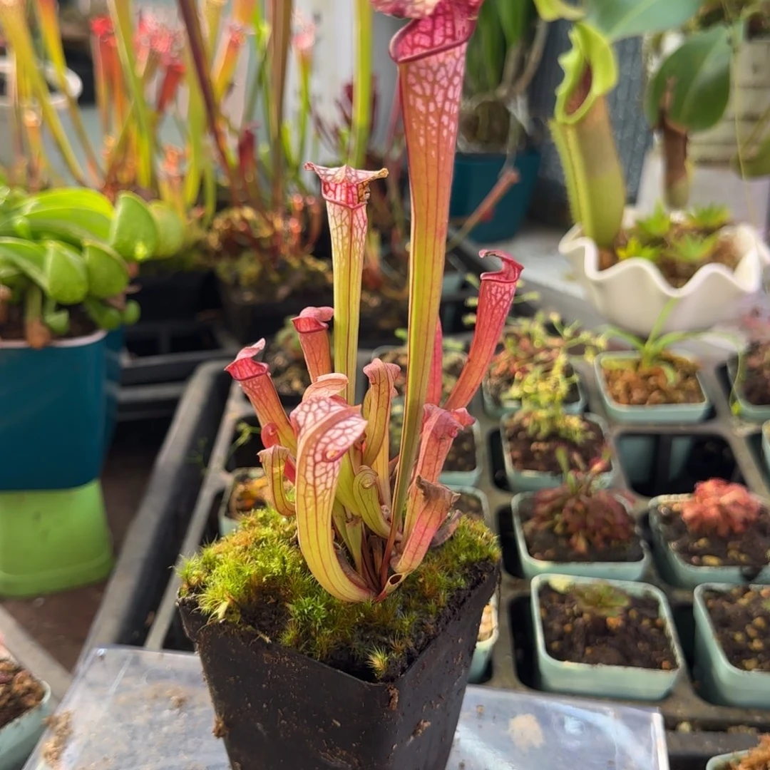 完全开放黛安娜瓶子草