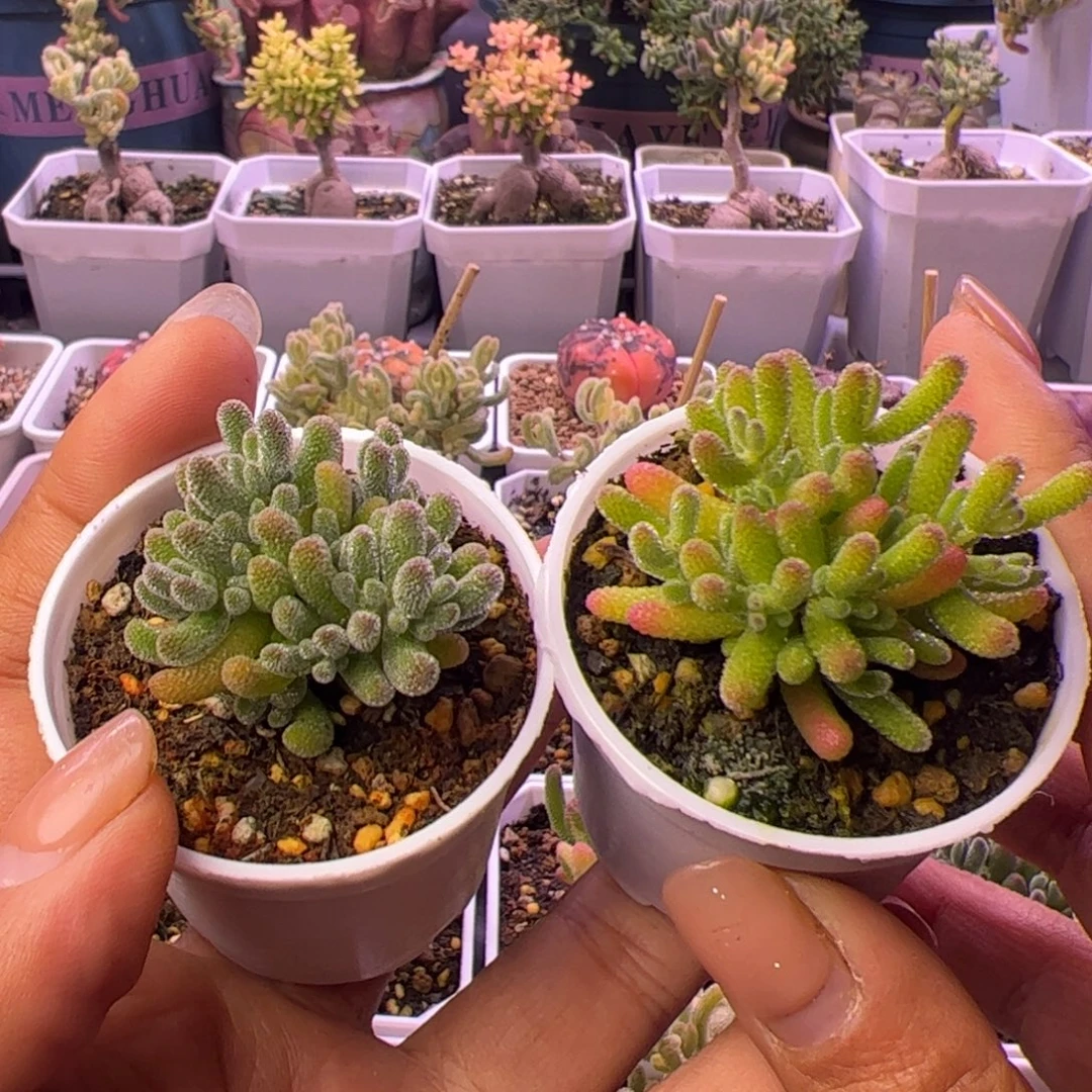 多肉植物枝干冰晶和米冰