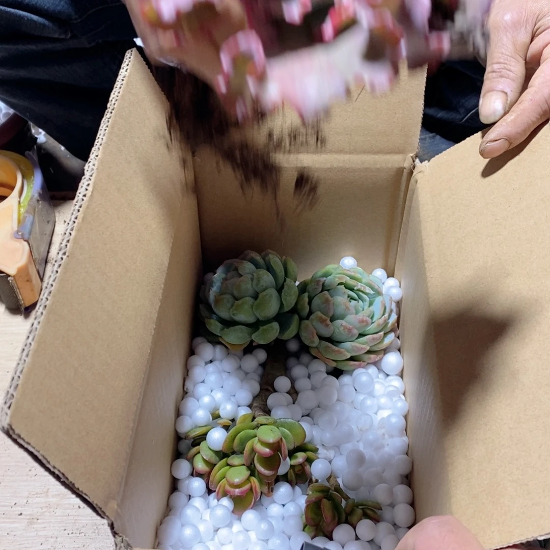 13.9不知道几颗版本