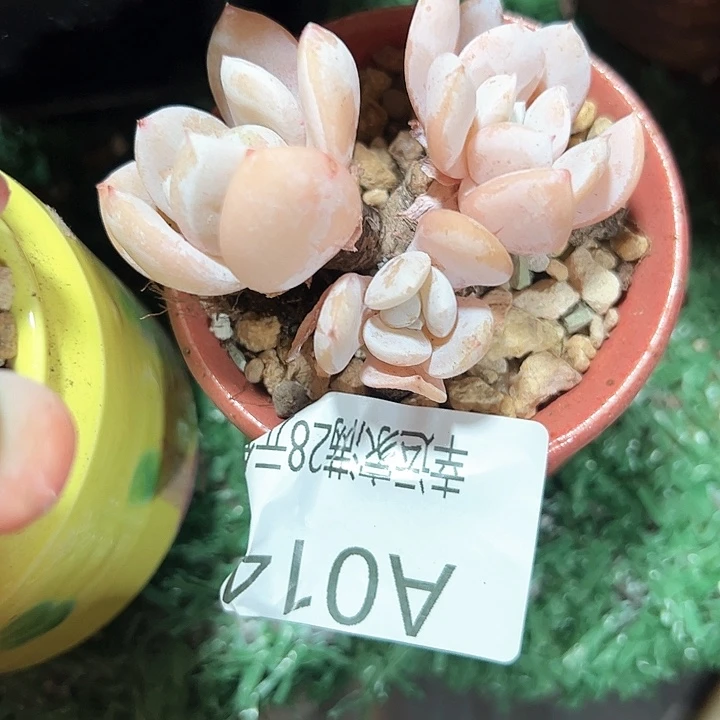 幸运的是我的朋友们