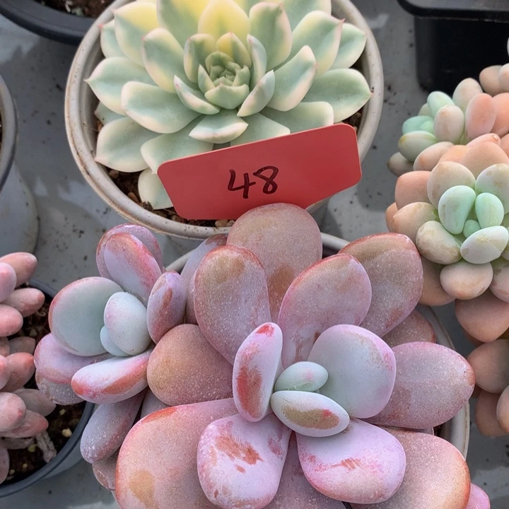 多替自己误73727373737