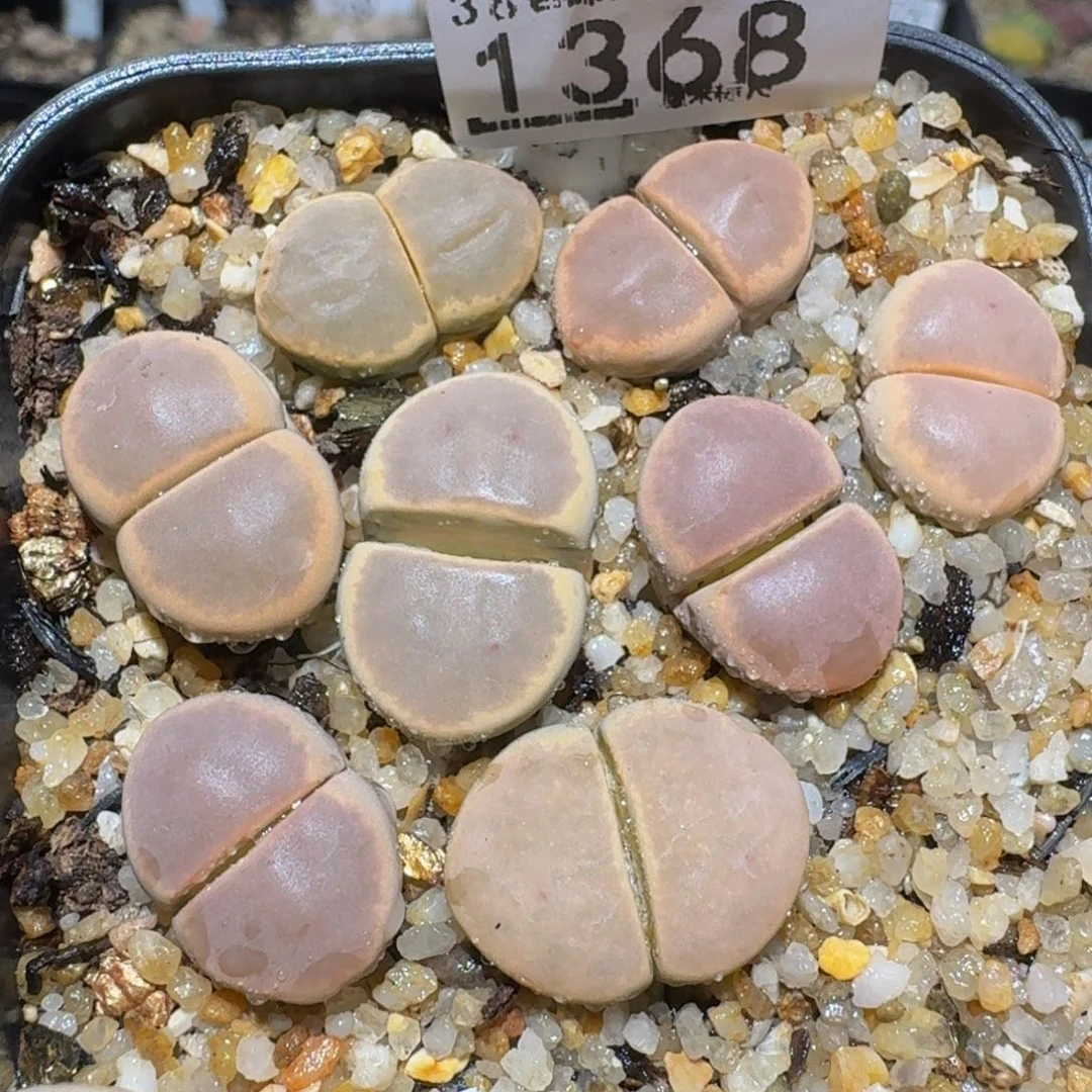 zzzz精品生石花1368