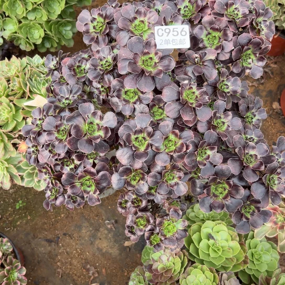 956多肉  原叶不包断头