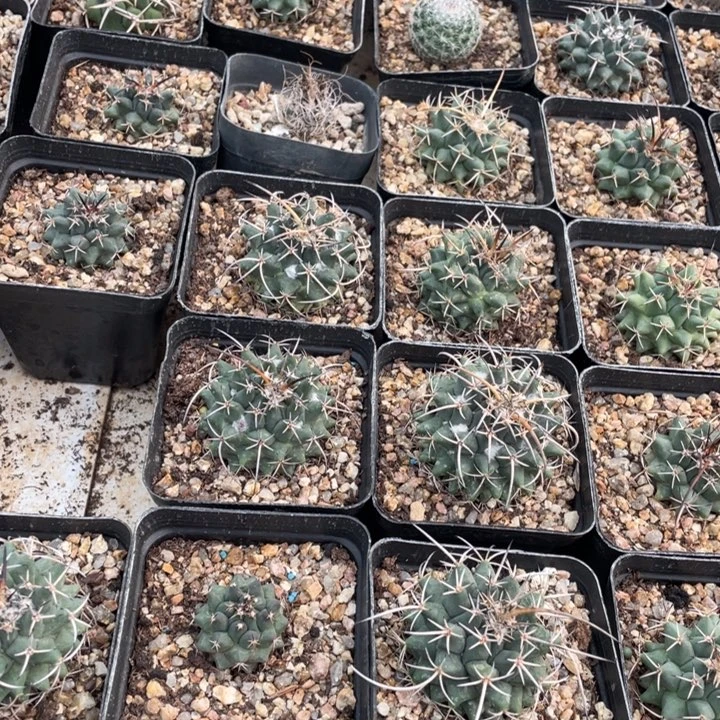 N***r00000000000000000