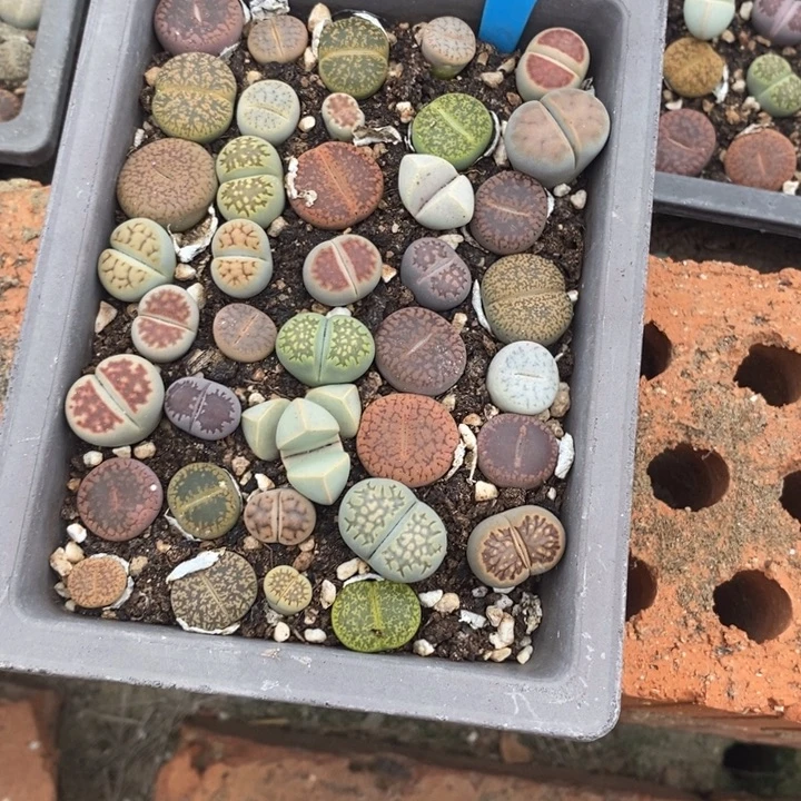 小***子生石花的季节到058