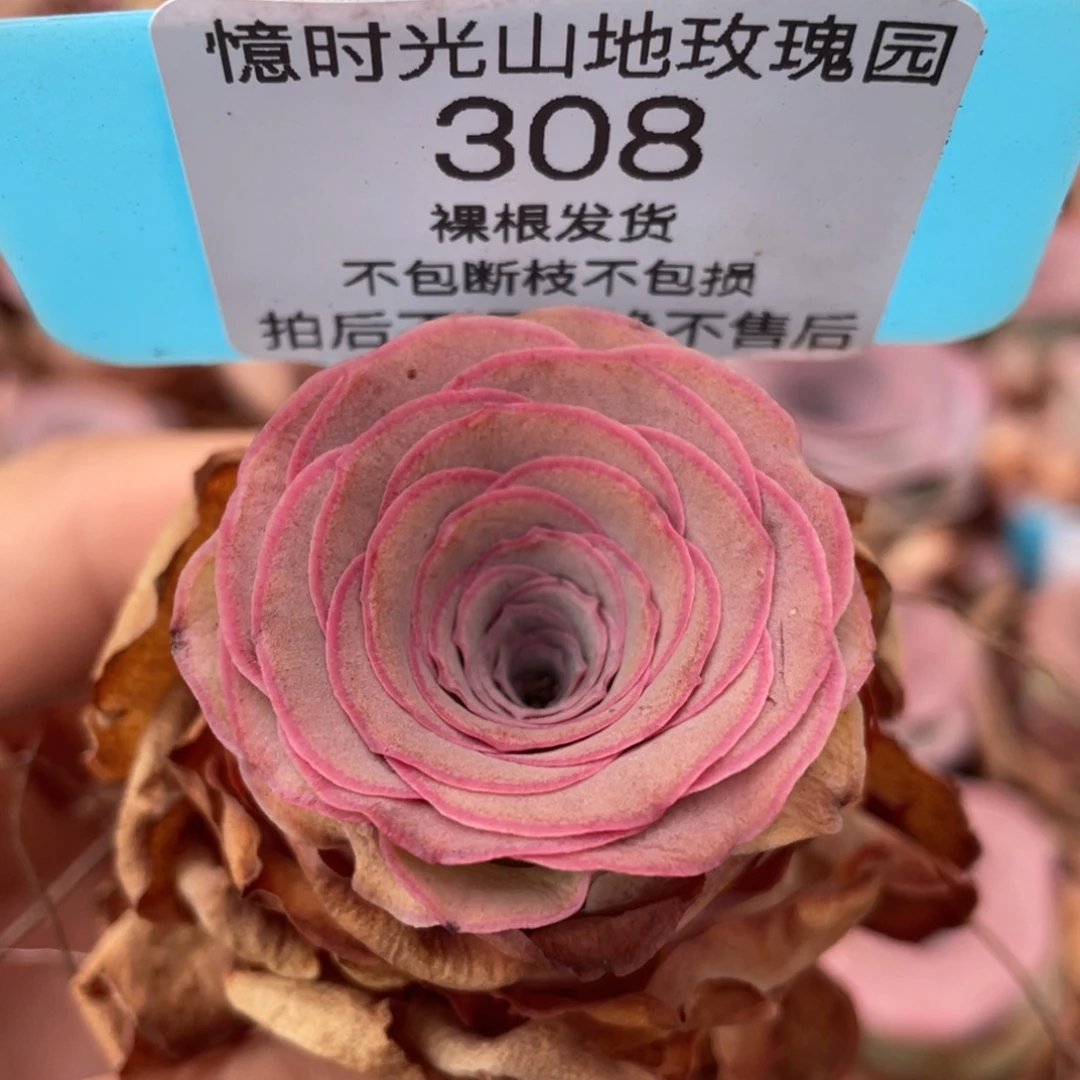 山地玫瑰308裸根发货不售后