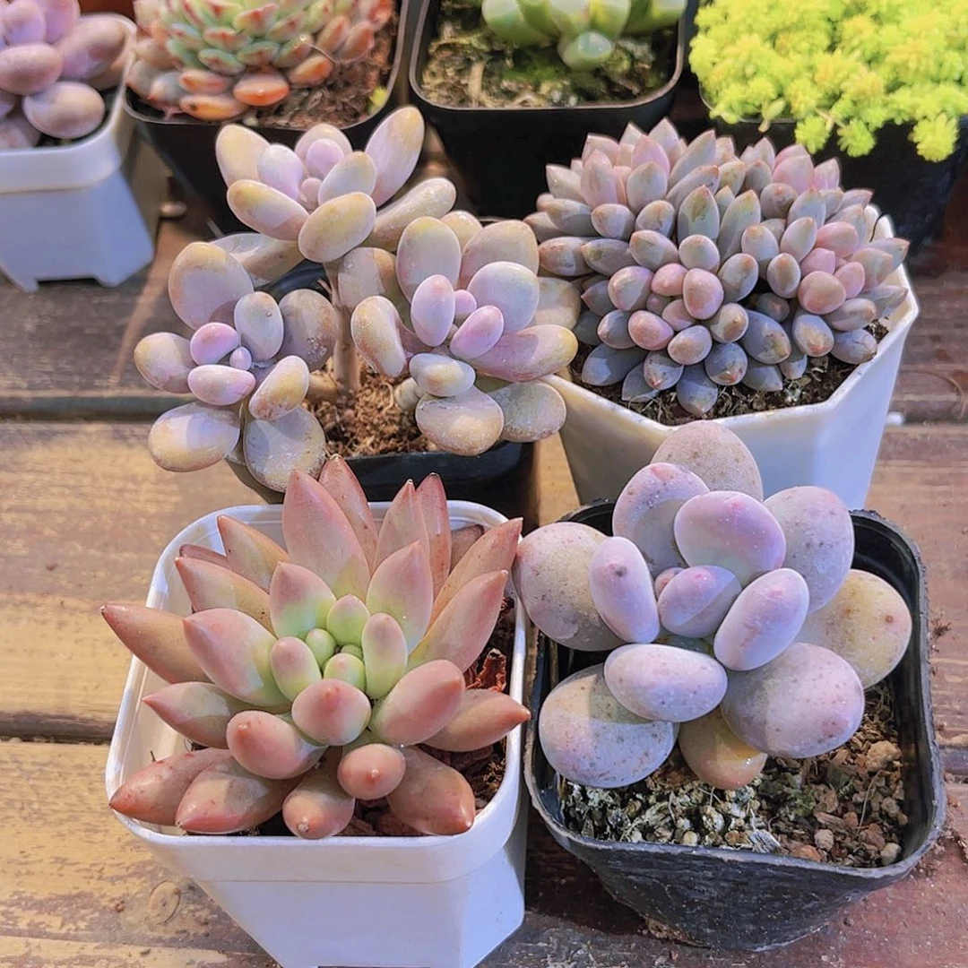 桃蛋➕红蜻蜓➕蓝舍香水➕桃美人