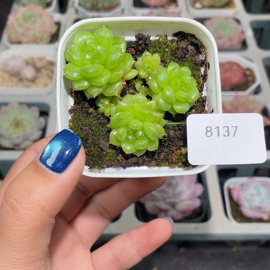 *****8137。  灯泡珍妮。