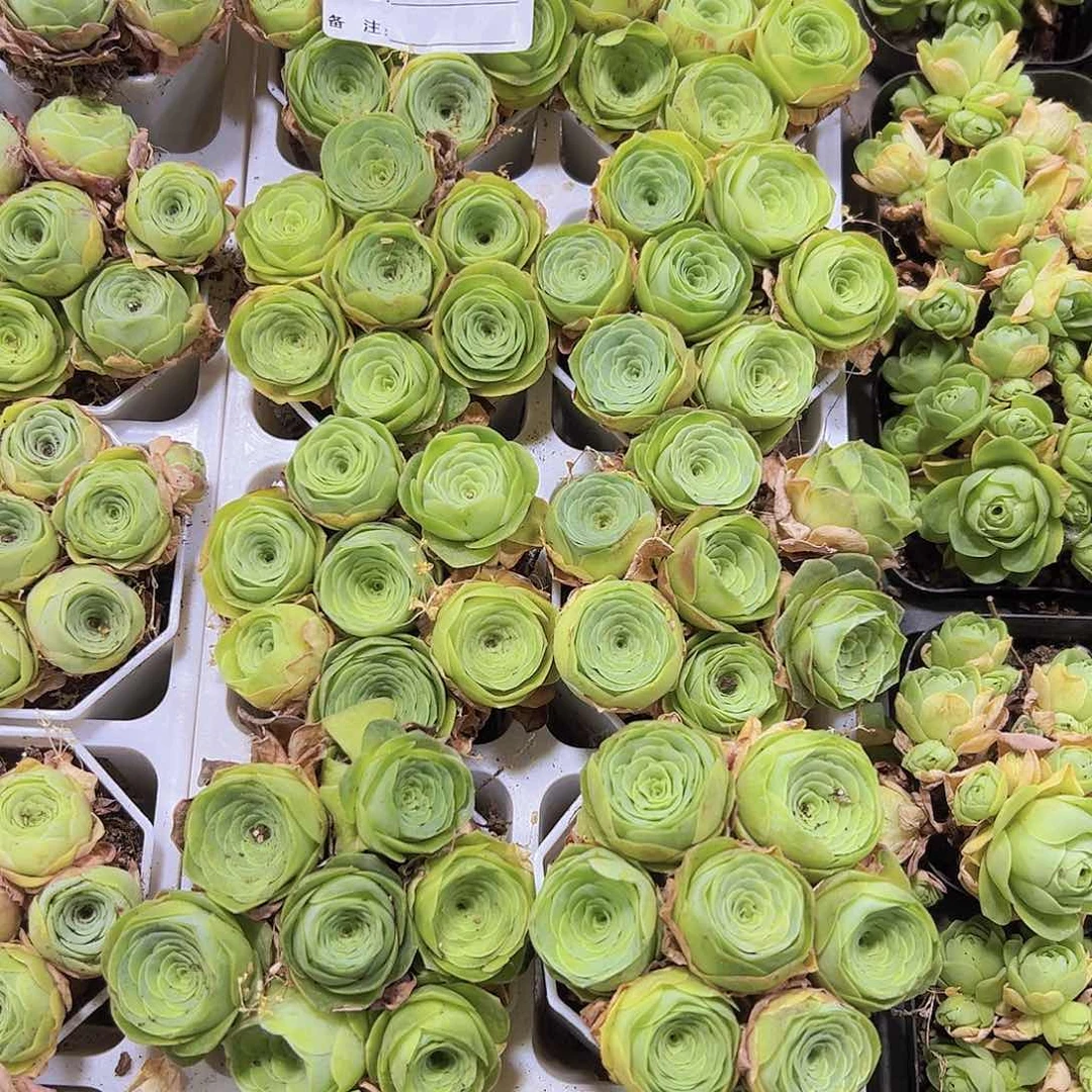 368七龙珠杯子19包邮