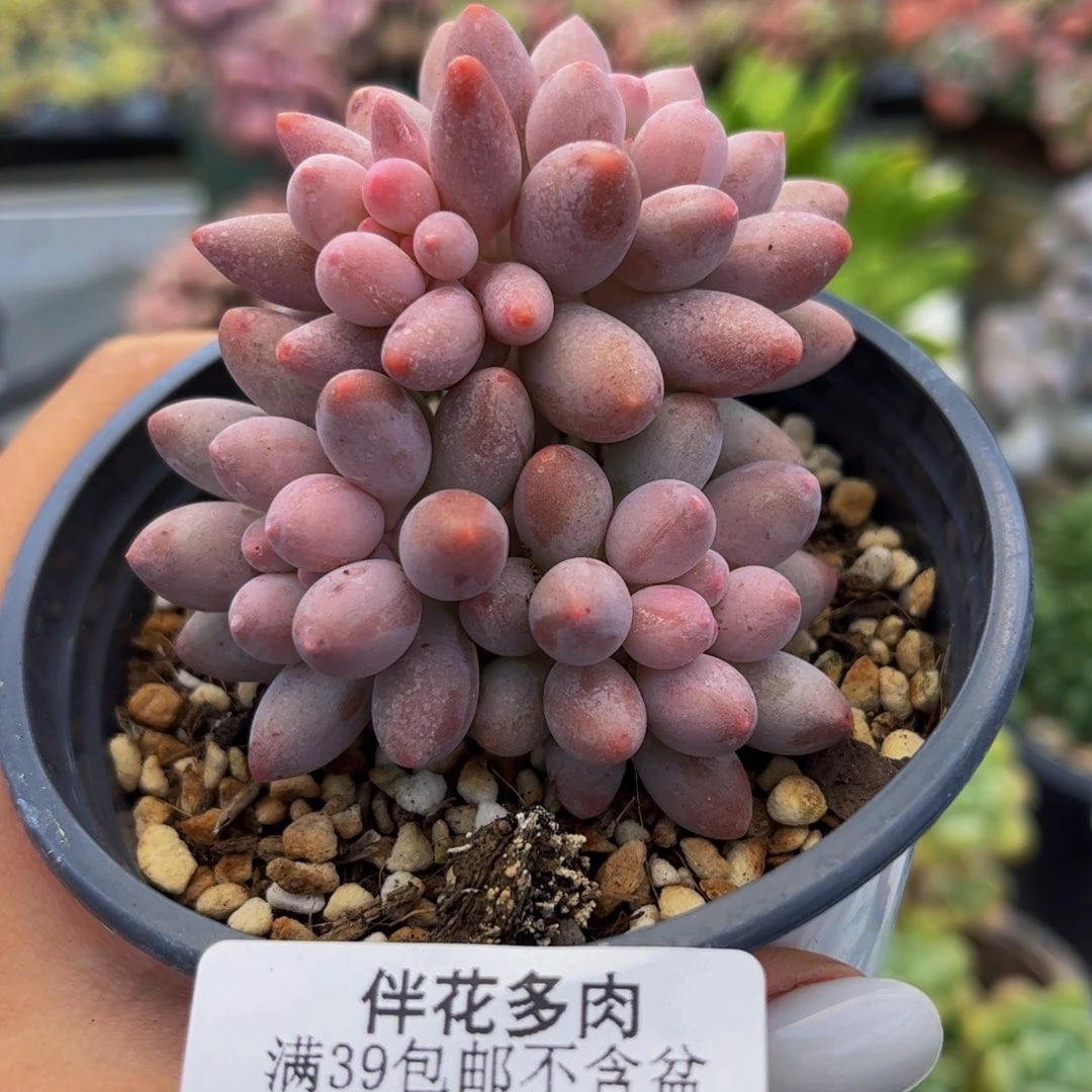 488-香水上涨奶酪多肉5cm