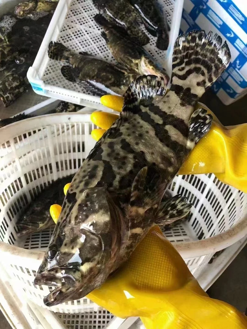 （大规格）海捕龙胆石斑鱼 珍珠斑老虎斑 天然野生 鲜活速冻真空