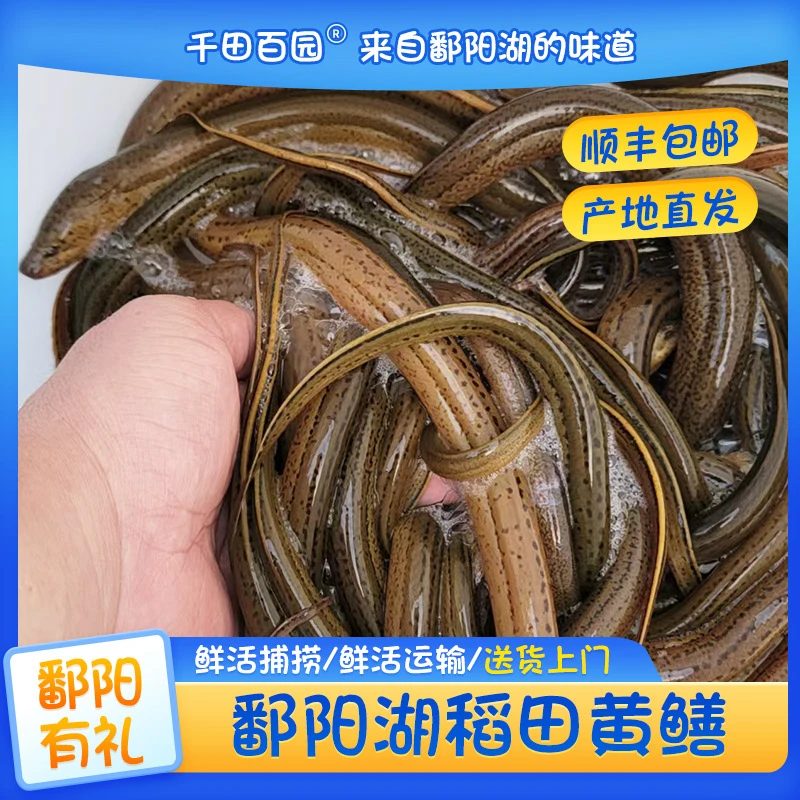 本地鱼塘稻田纯天然野外捕捉活黄鳝顺丰包邮到家江西鄱阳土黄鳝