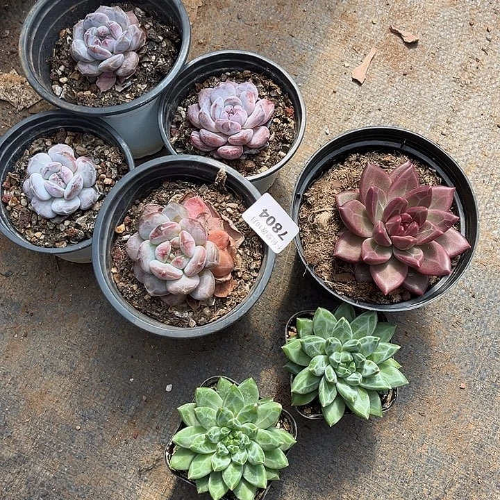 满***滚阿雅园艺。        7804七颗