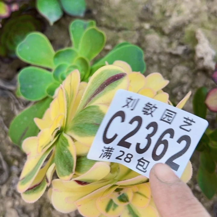 2362多肉植物法师砍头法师