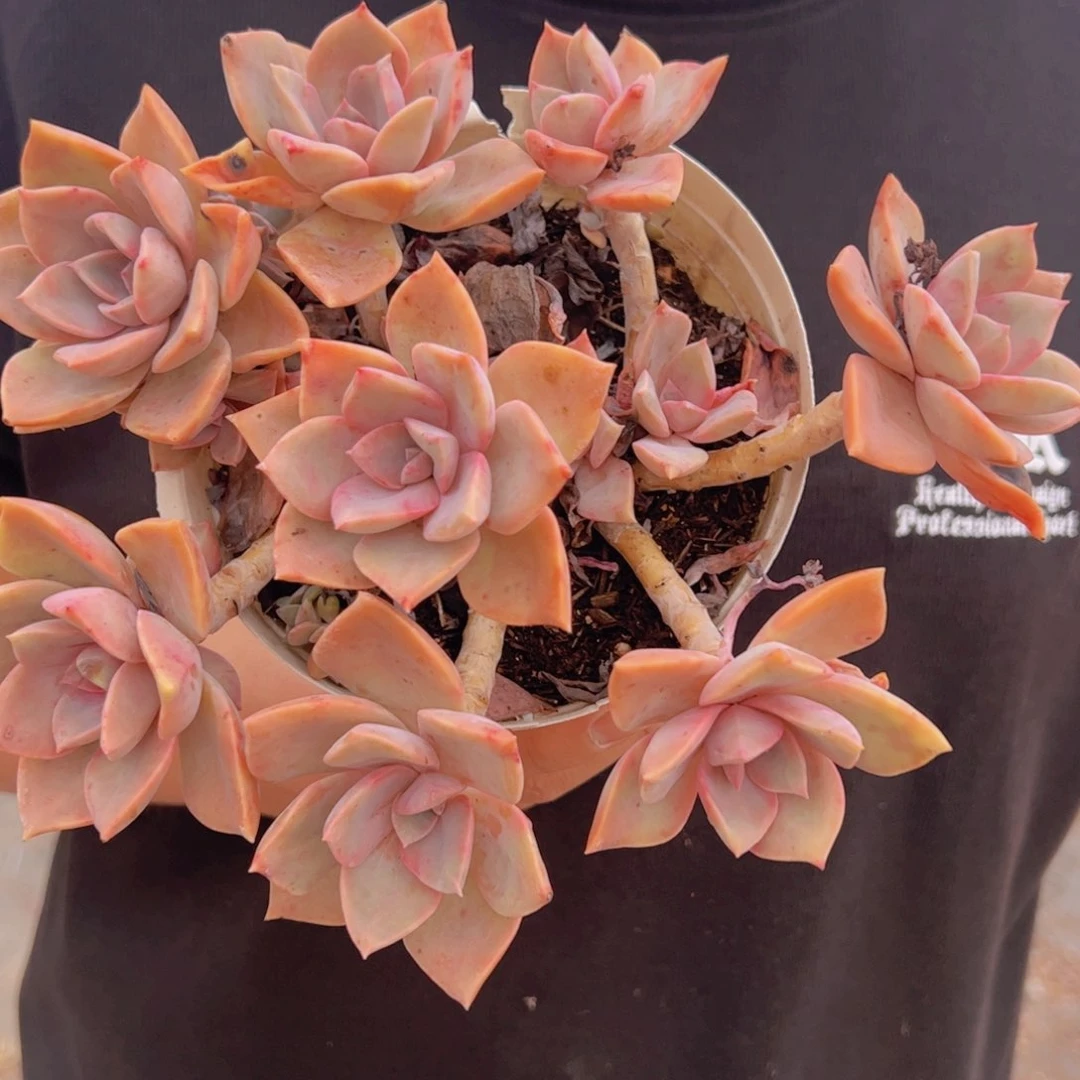 中国初恋整装，160杯