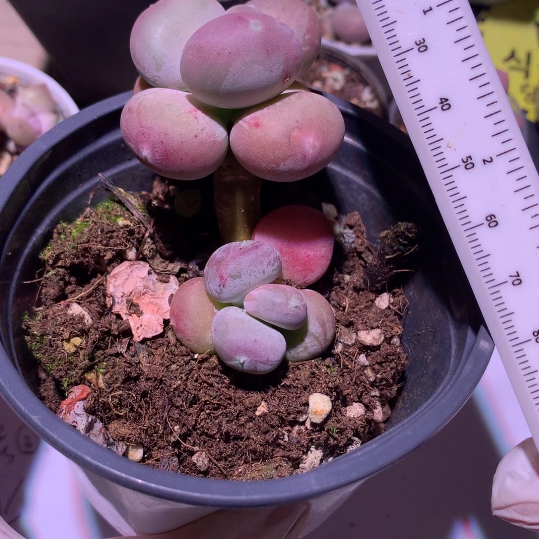 爱****欢小屁桃奶酪多肉小屁桃