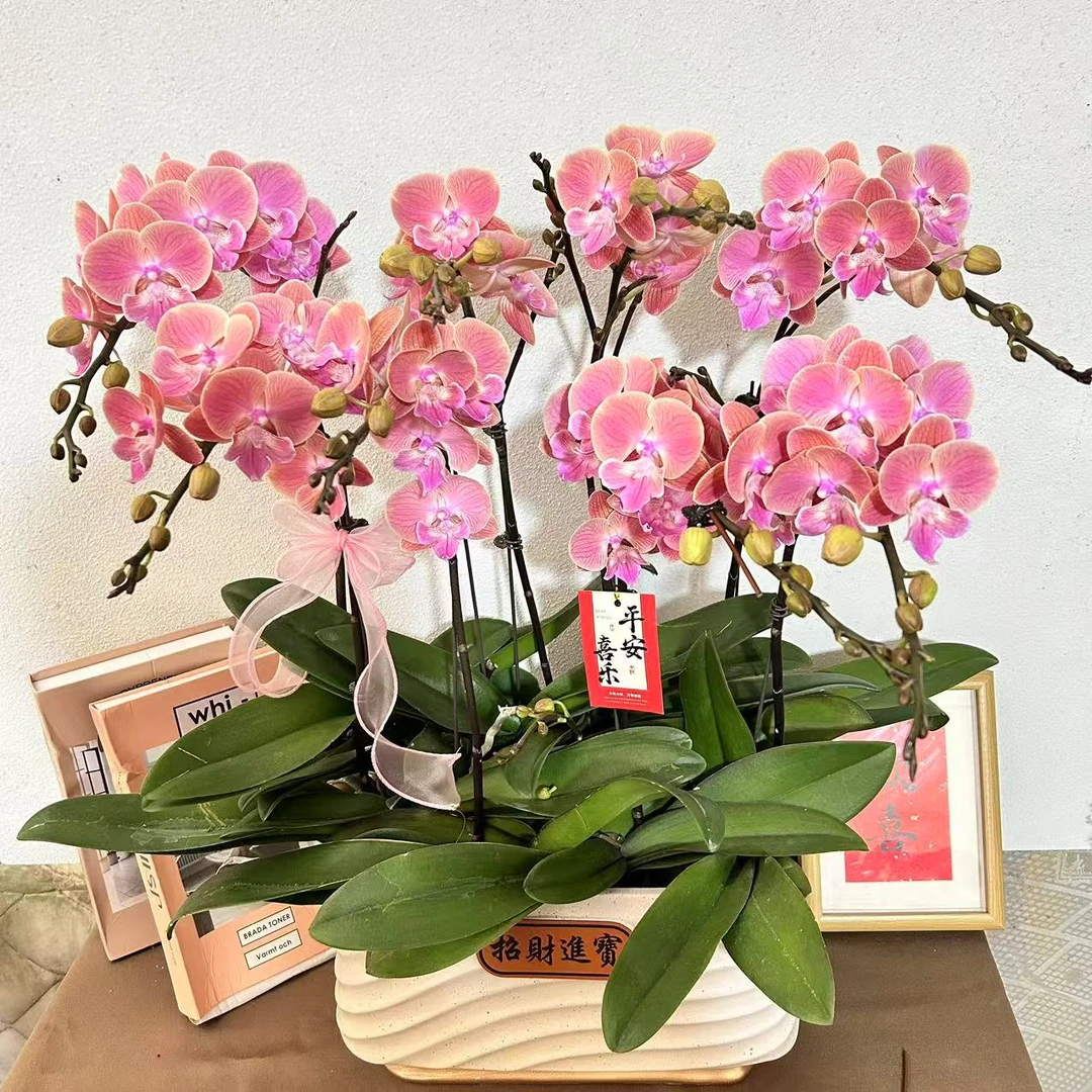 蝴蝶兰《唯美 》优质苗青带花带花苞 源头基地直发