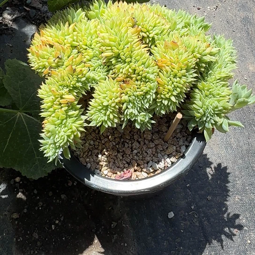 三色堇缀化多肉植物