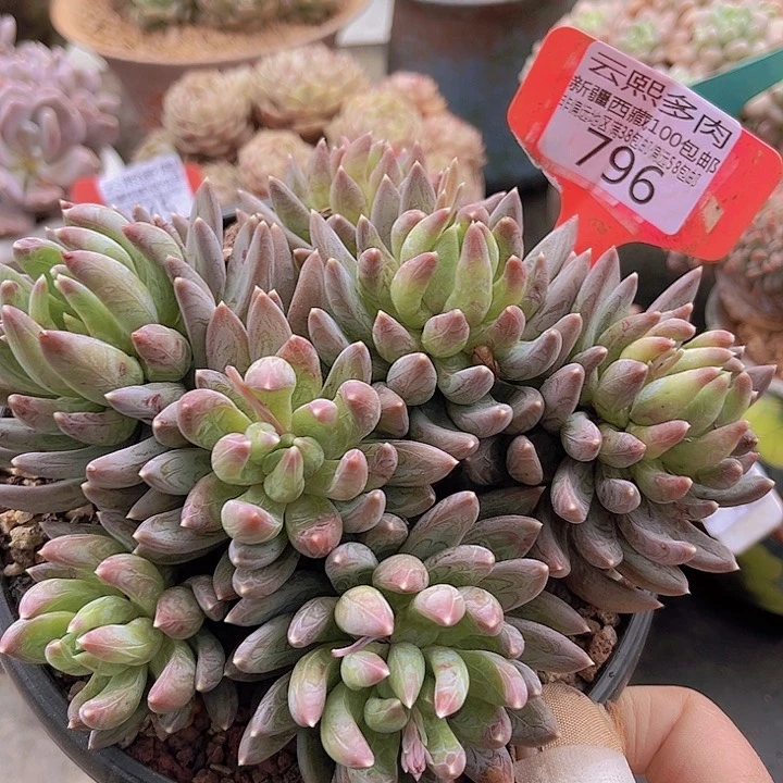 796炫彩星。              
