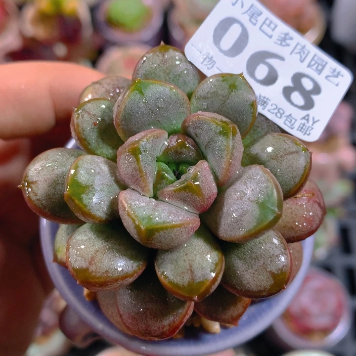 YA小尾巴5cm迷你拇指盆栽068