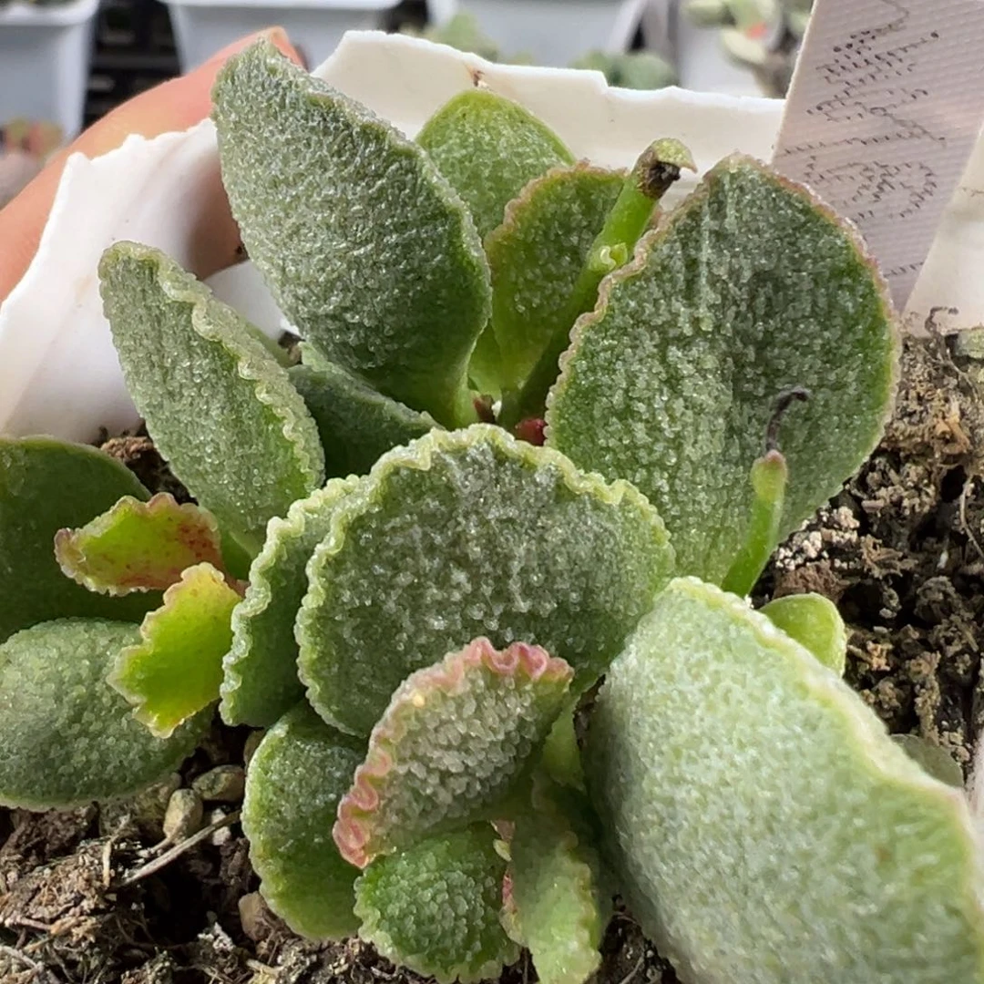 w爱丽丝有干疤特价