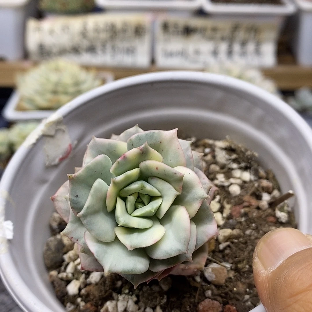 29172 妮可莎娜糊斑锦