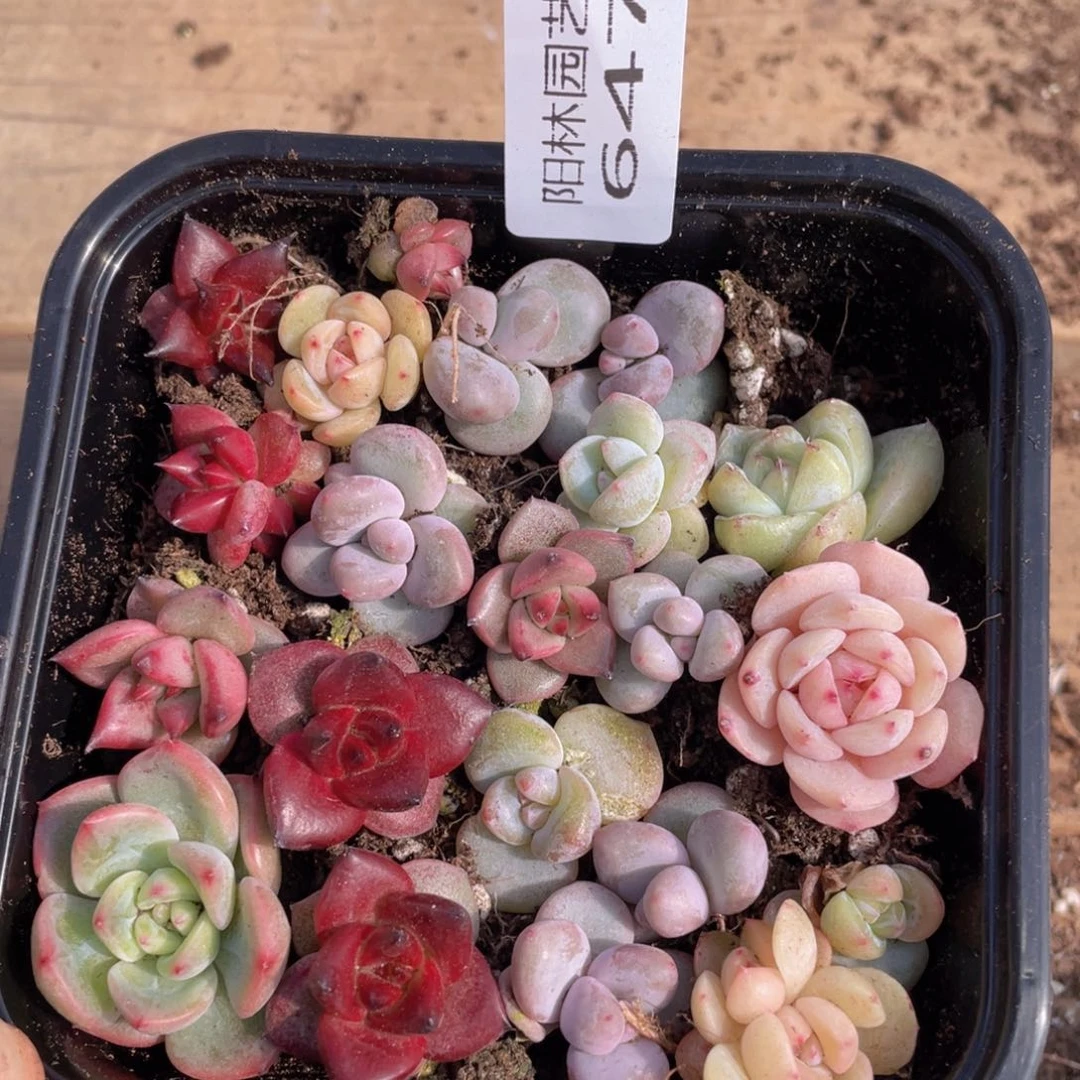 多肉植物多肉植物647