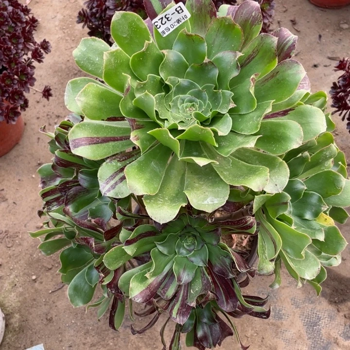 323巫毒拉丝多肉12344678多肉