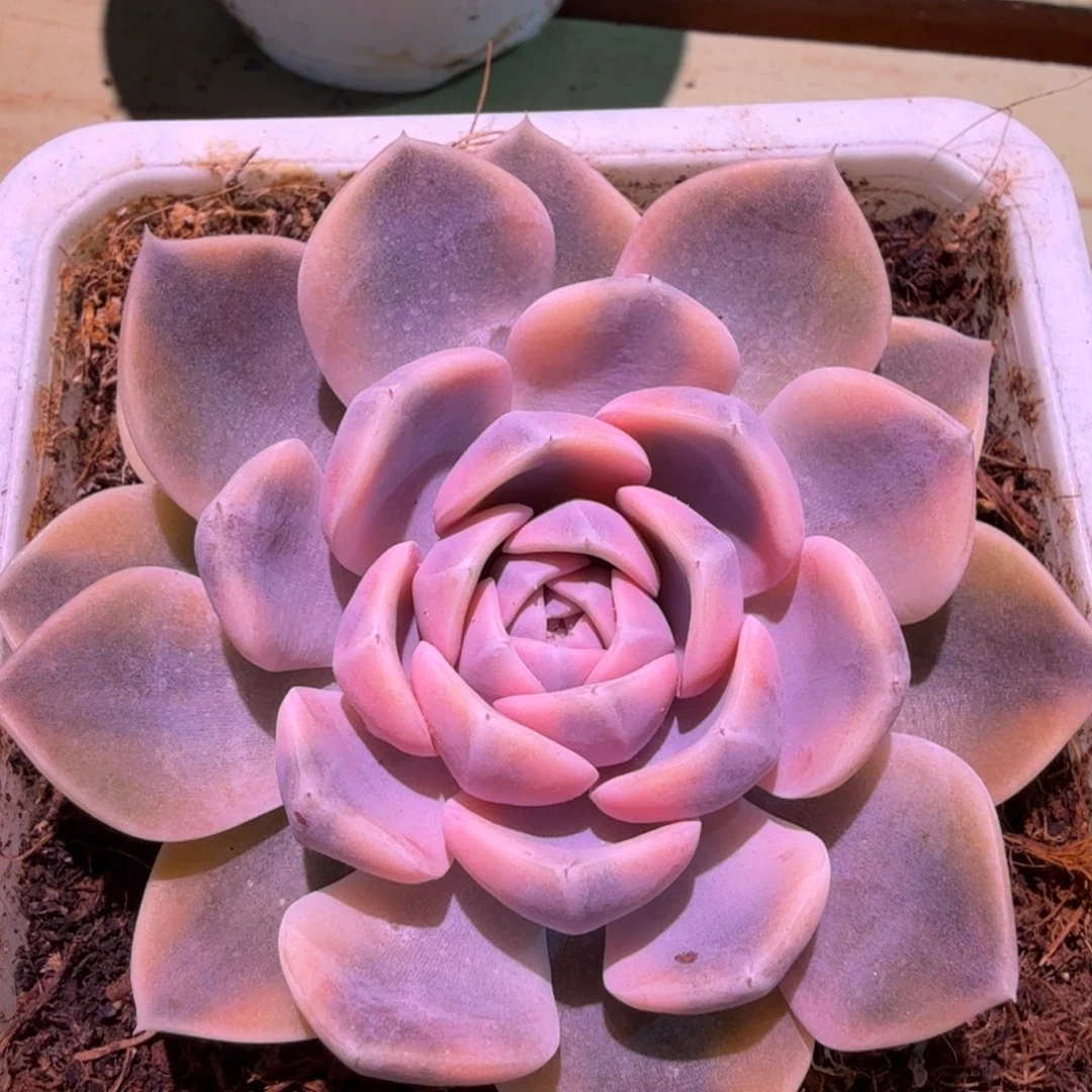 汉堡锦锦上园艺一物一拍
