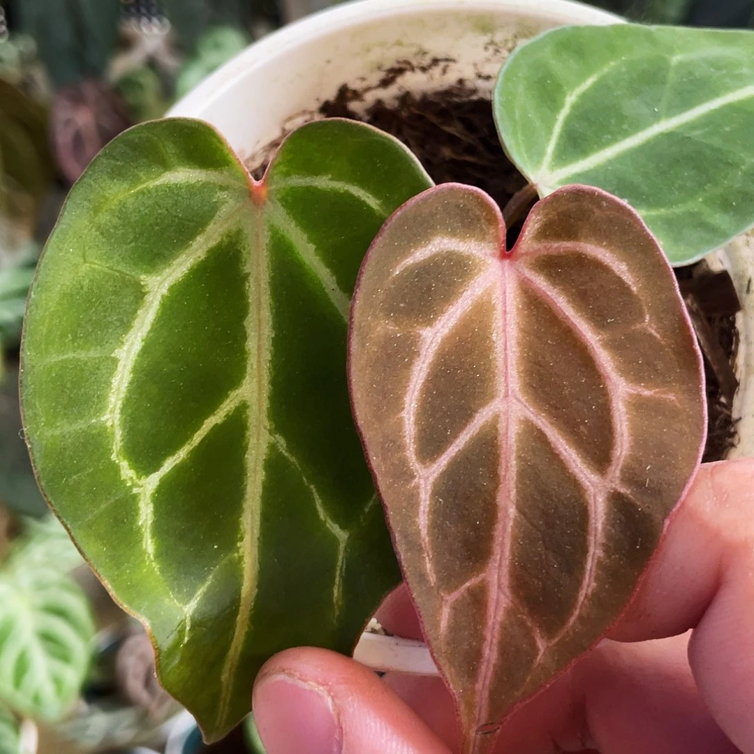 完全开放kos杂红水晶