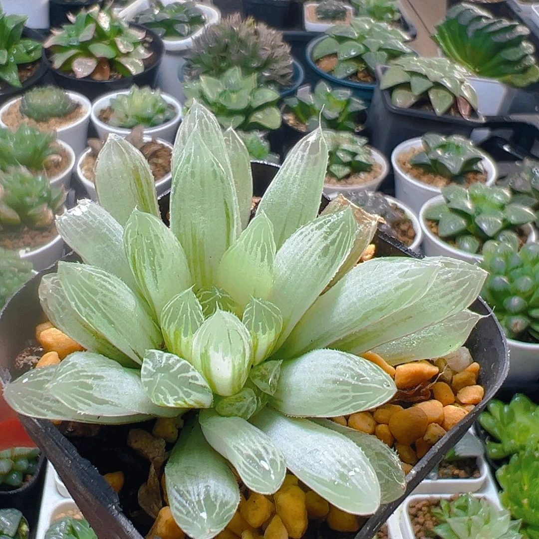 白斑玉露多肉多肉多肉