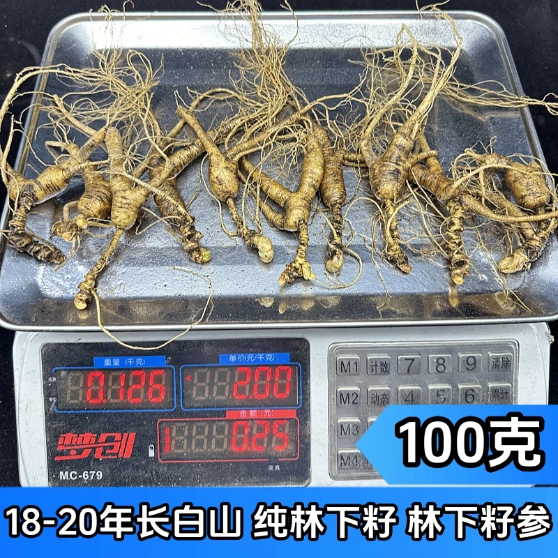 微残链接长白山-山参十五年-十八年播籽林下参食用新鲜人参