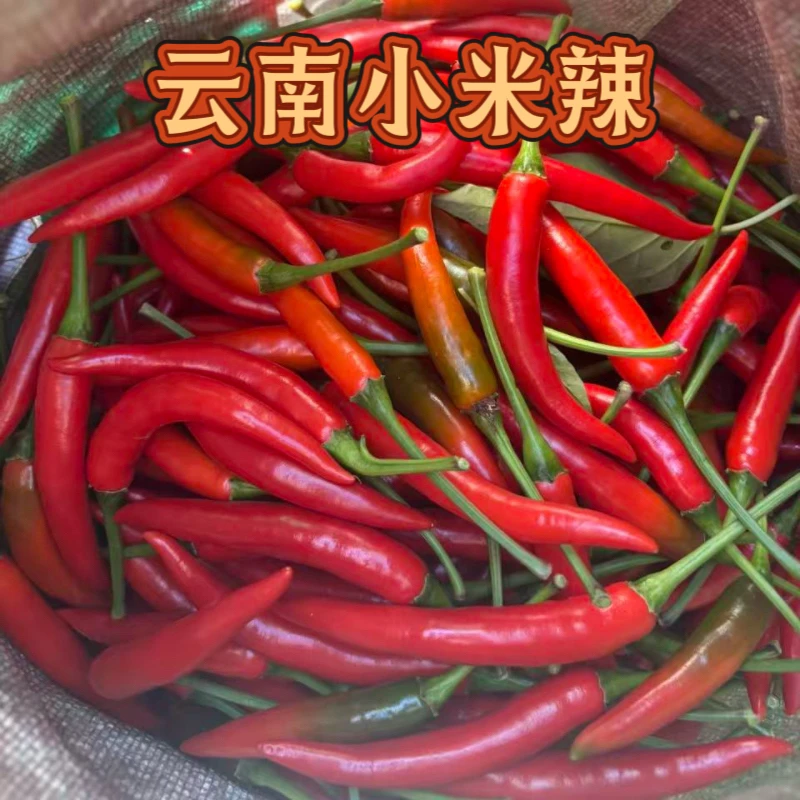 云南大理巍山农家露天种植自产自销小米辣现摘现发