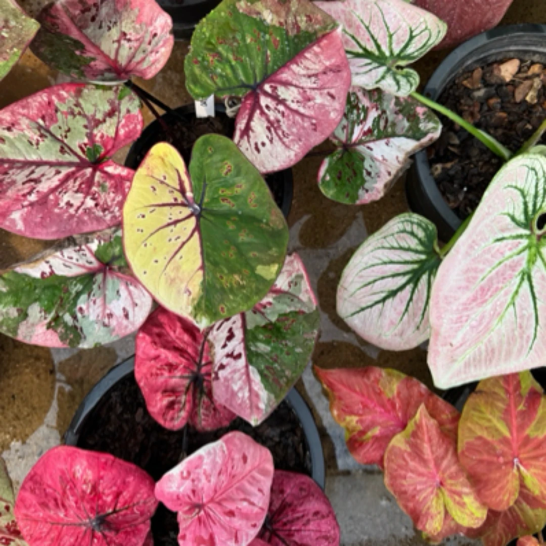 泰国彩叶芋/一物一拍（无图勿拍）/非现货/阳台植物