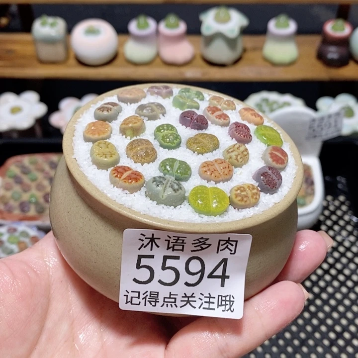 带盆土植物 一物一拍5594