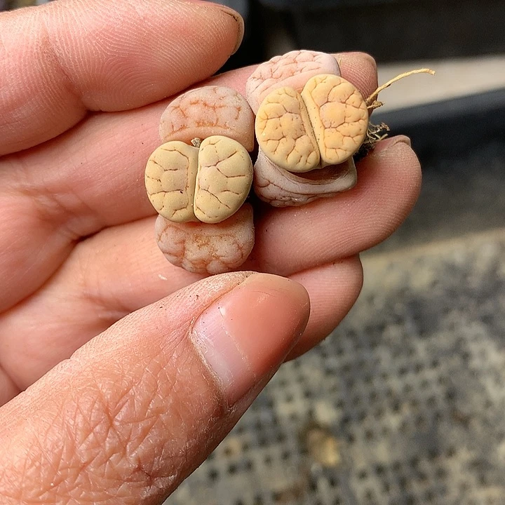 D392多肉植物保护研究所