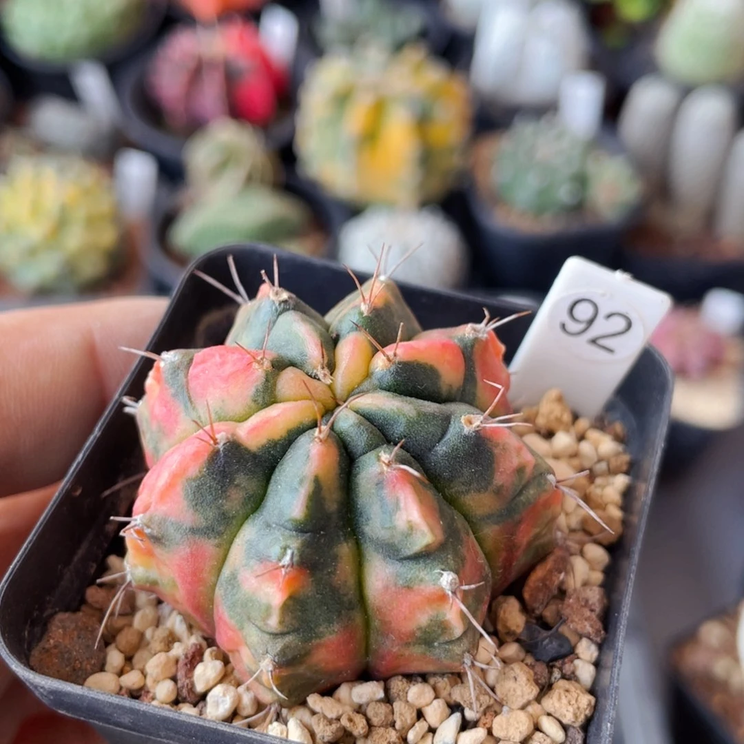 仙人球满28包邮盆口径5公分