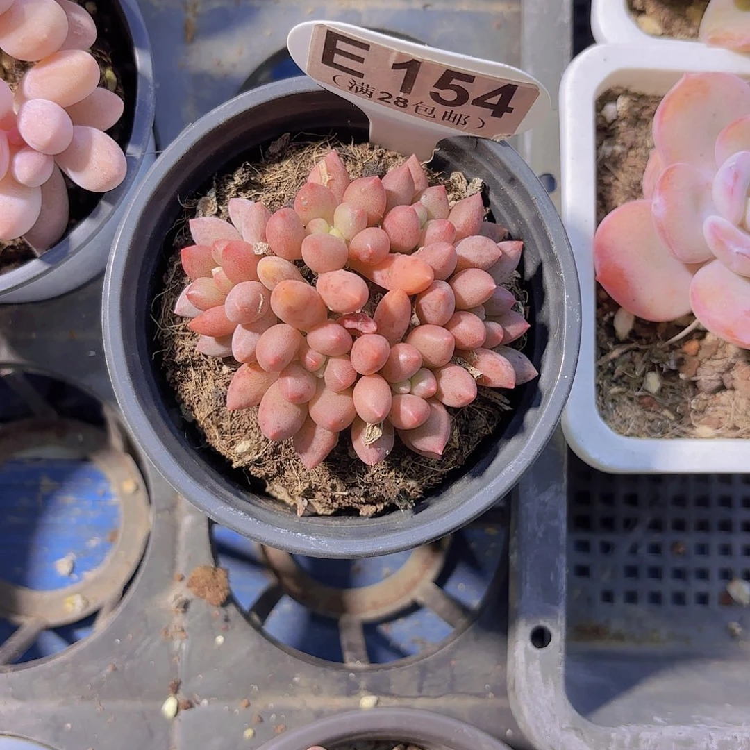 E154仙子奶一物一拍