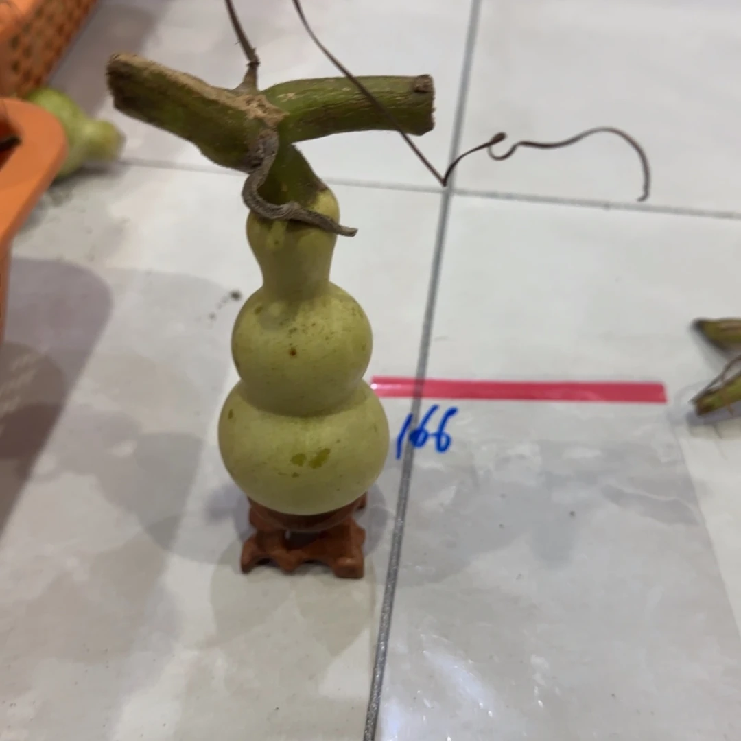 增***子青皮不包成，，，，，，，，，，，，，