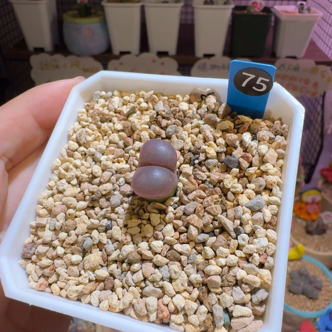 多肉植物福利风铃75