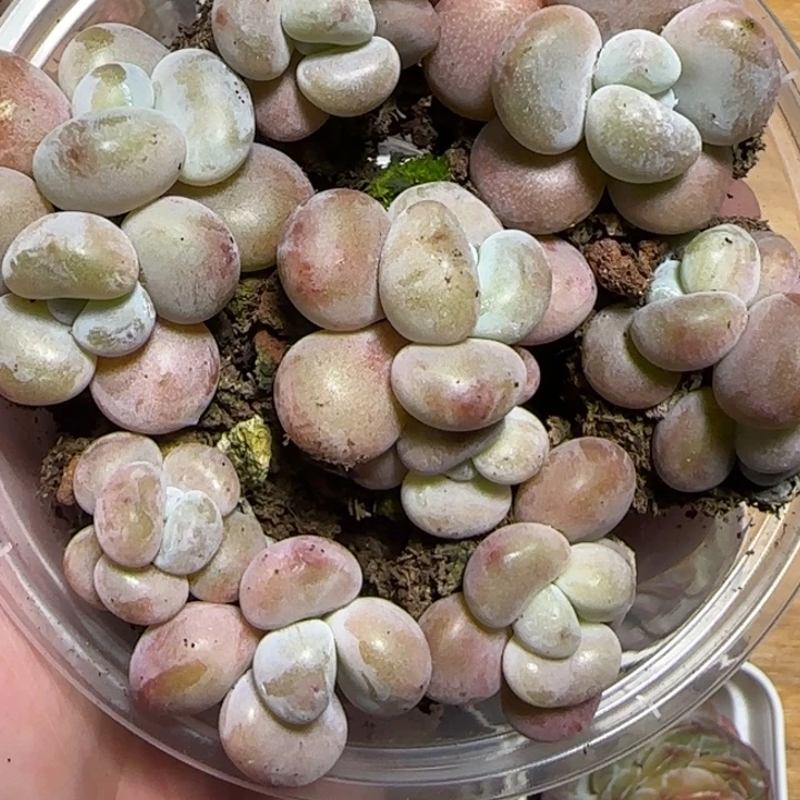 雪兔王者多肉种一盒