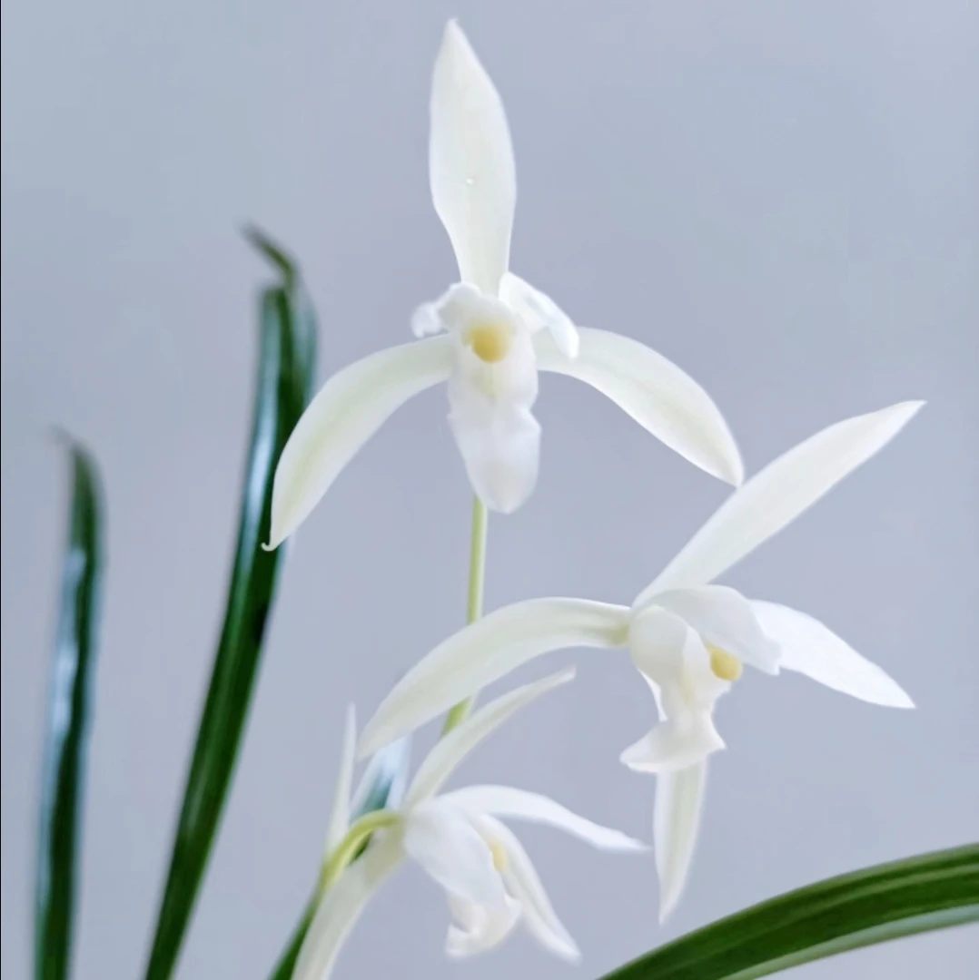 白鹤 建兰素心花 皎洁如玉 浓香型 花期 9-12月 好养自然大棚养殖