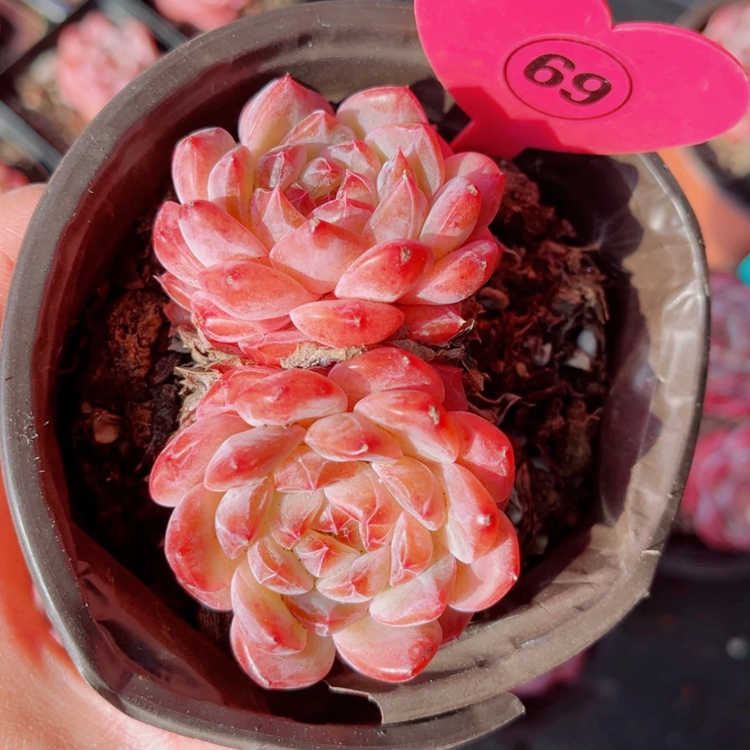 69号小老桩糖钻双头